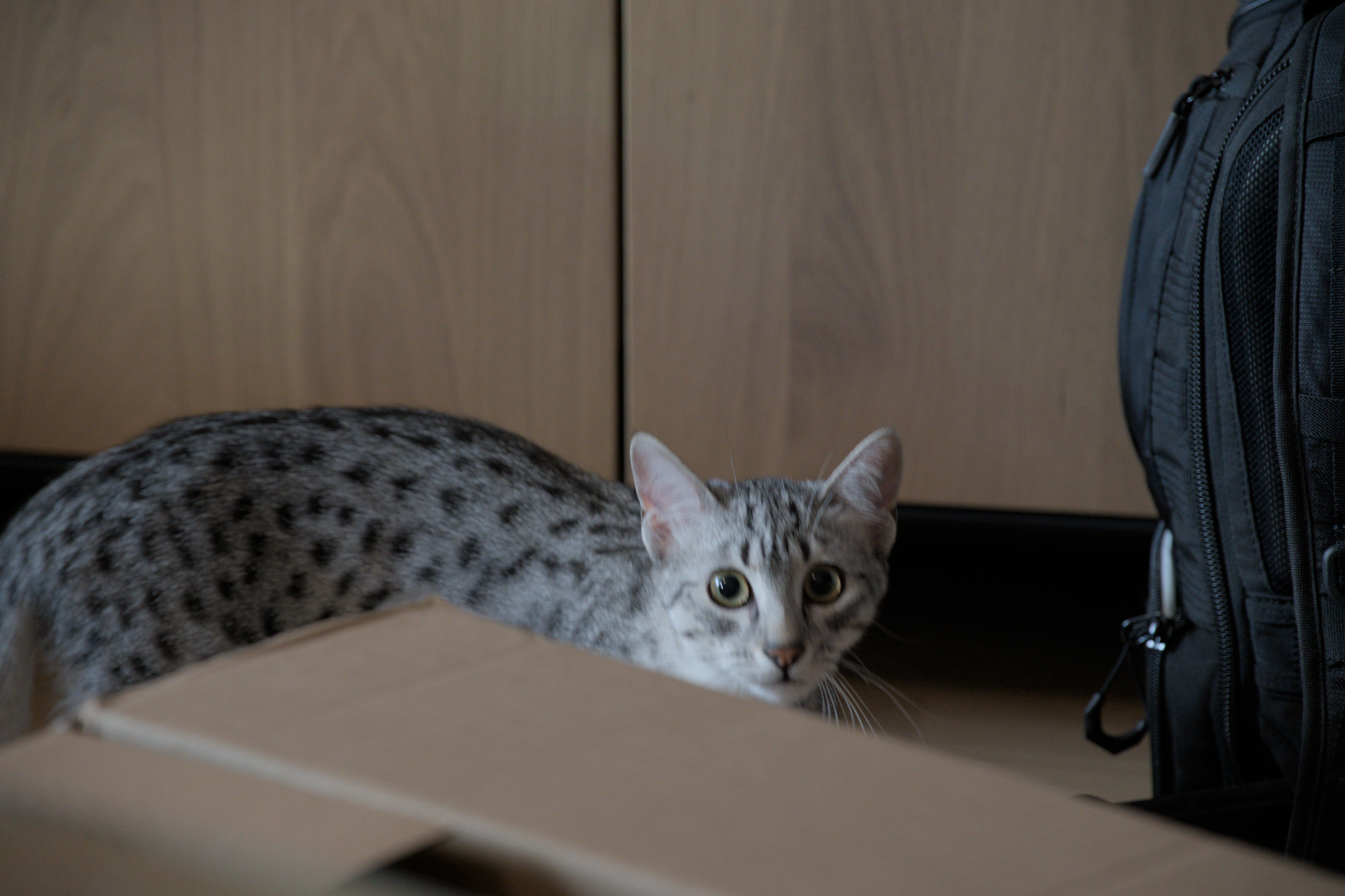 2025/10/12 - cats/DSC_0048.jpg